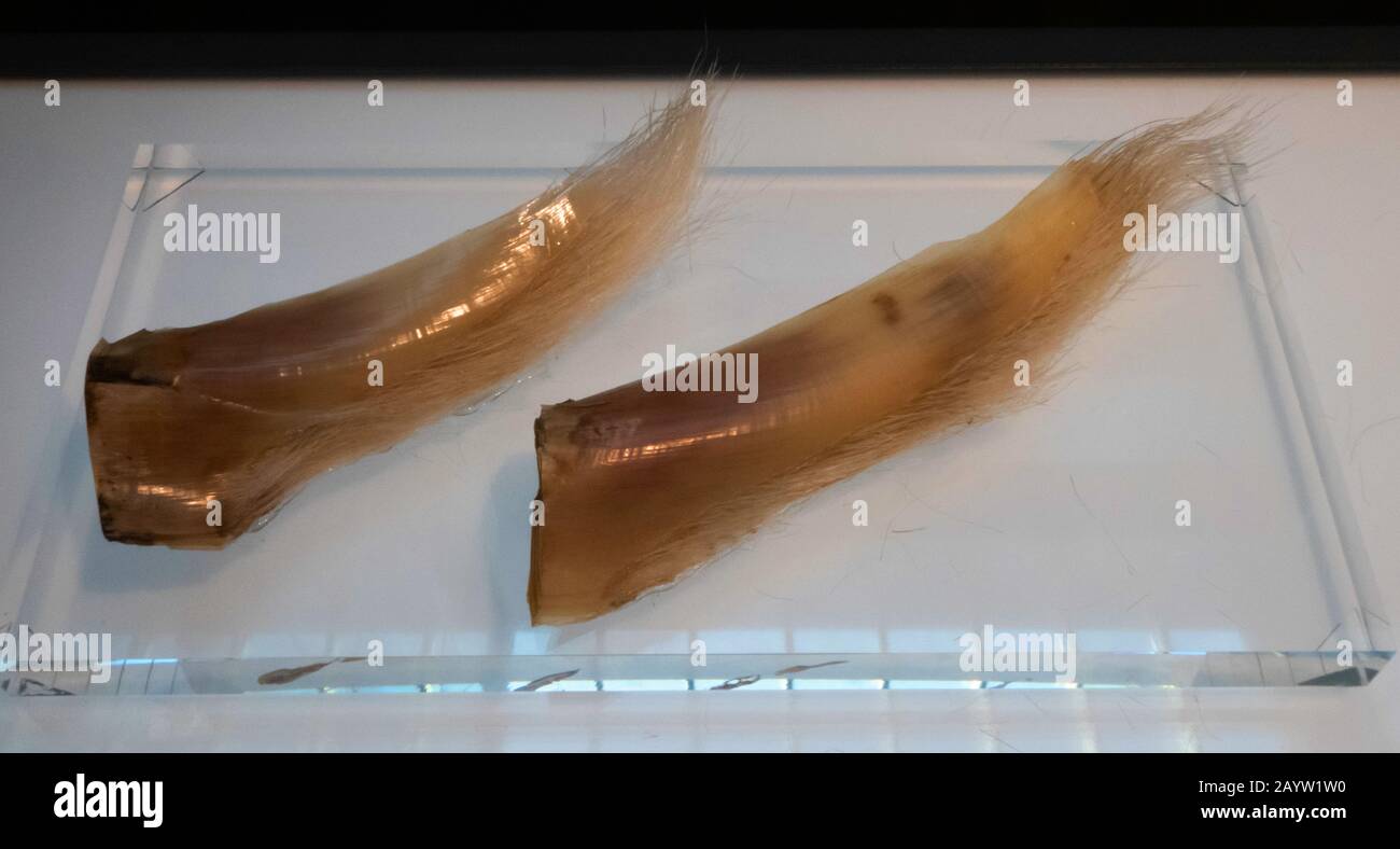 Minkewal, weniger rorqual (Balaenoptera acutorostrata), Baleen von Minke Whale, Norwegen Stockfoto