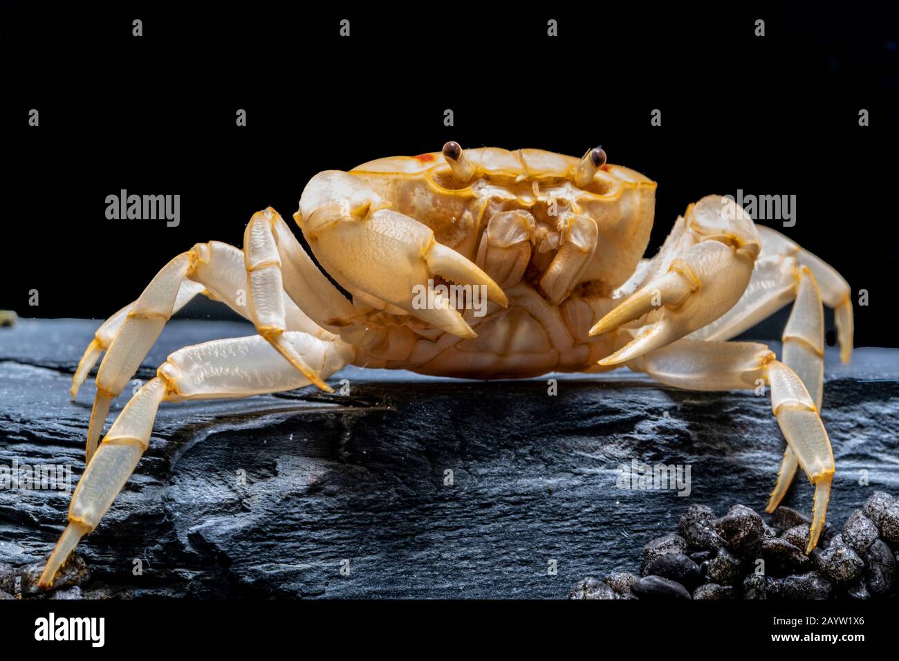 Fire-Crab (Holthuisana vgl. lipkei), auf einem Felsen sitzend Stockfoto
