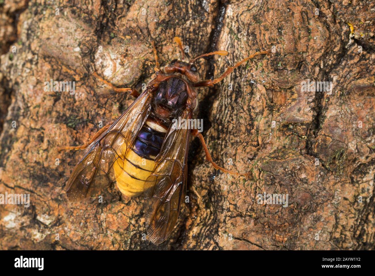 Hornet-Mimicking sawfly, Giant Willow Sawfly (Cimbex luteus, Cimbex lutea), Mimikry, sieht aus wie eine Hornet, Deutschland Stockfoto