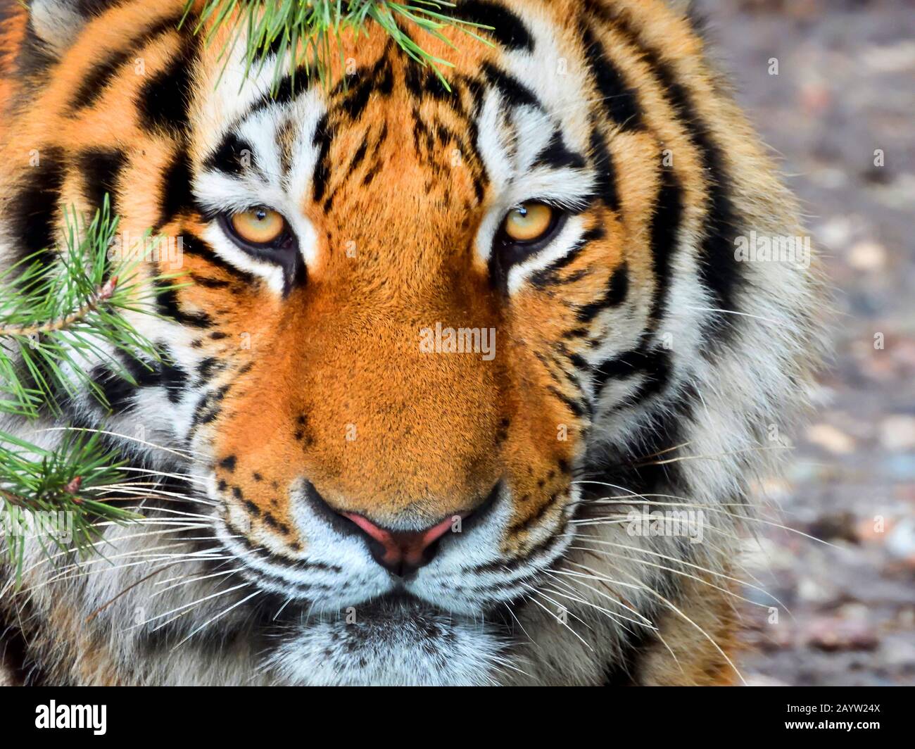 Sibirischer Tiger, Amurischer Tiger (Panthera tigris altaica), Porträt, Vorderansicht Stockfoto