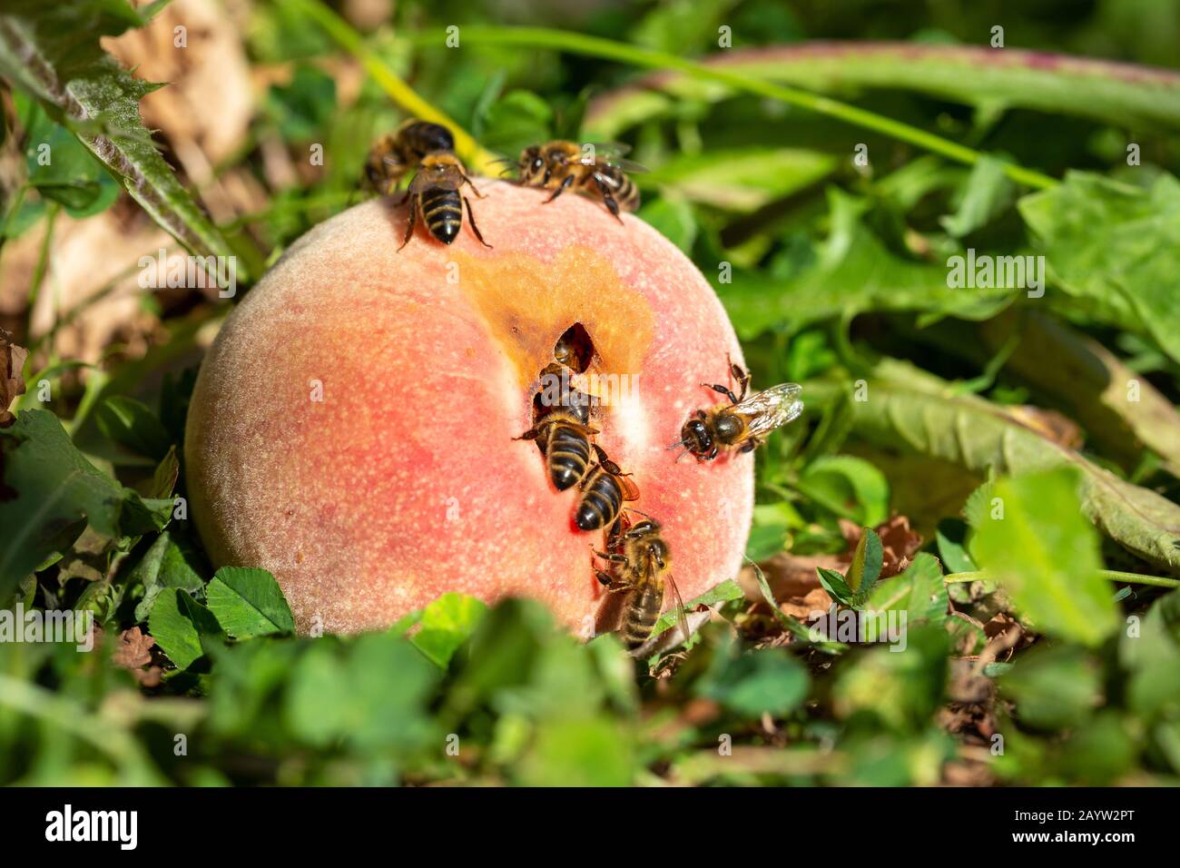 Westliche Honigbienen - Apis mellifera - ernähren sich vom Zucker eines überreifen Pfirsichs, der in der Sommersonne im Gras liegt. Stockfoto