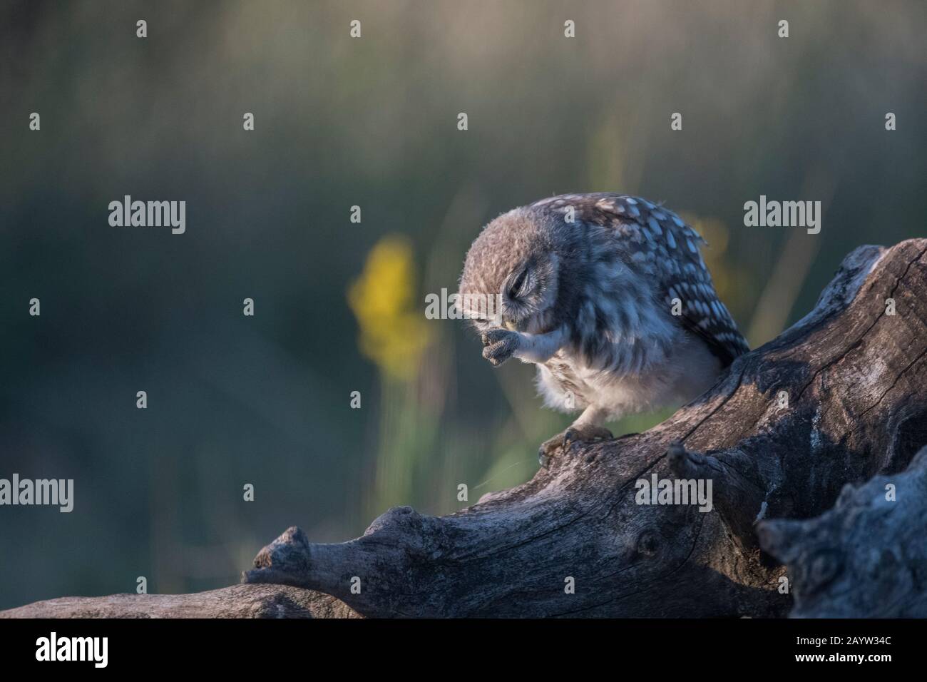 Eule Little (Athene noctua), Jungvogel auf einem Holzkegel sitzend, Preening, Hortobágy Nationalpark, Ungarn Stockfoto