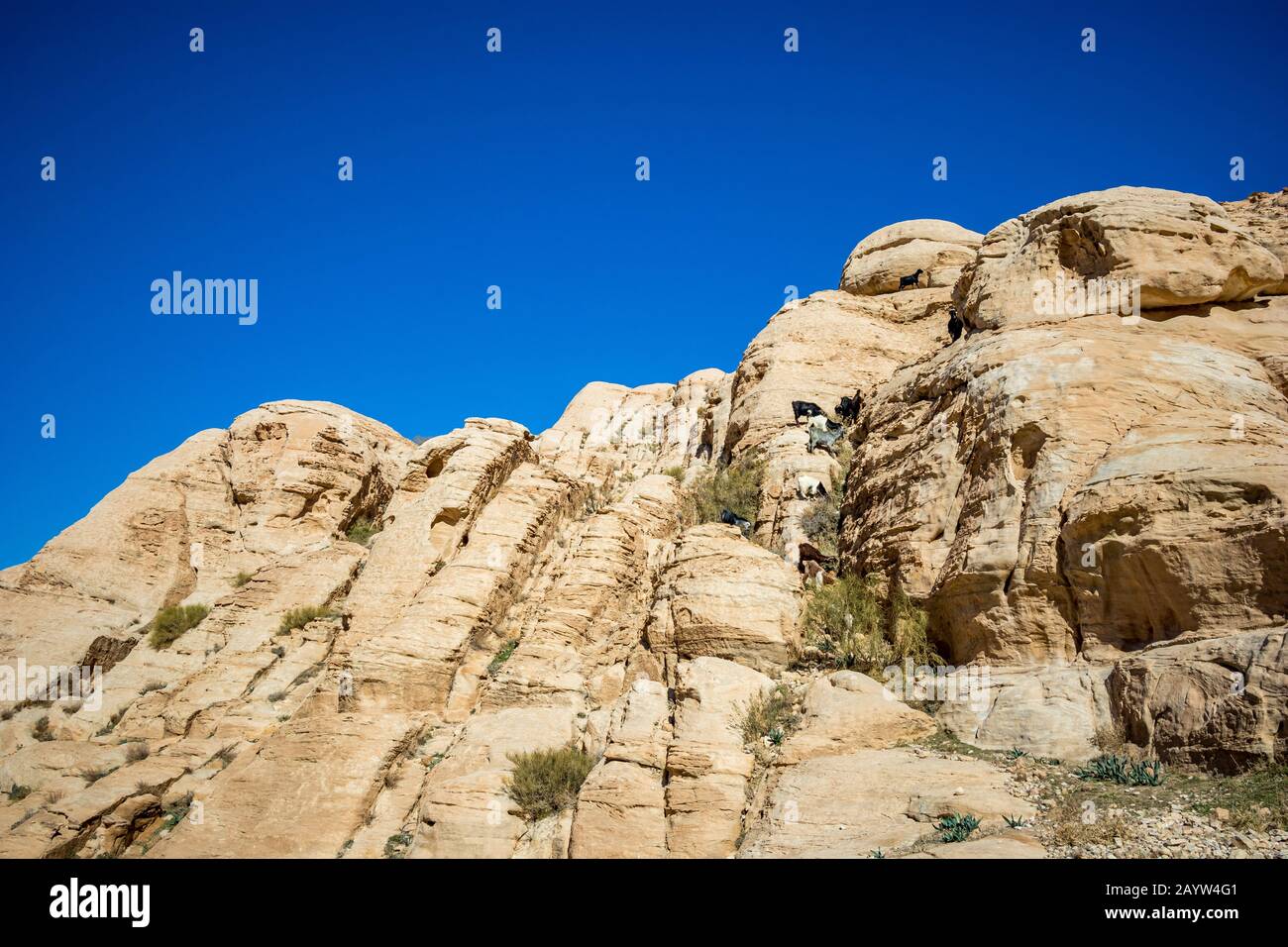 Kleine Gruppe von heimischen Säugetieren, sieben Ziegen, die in Futter hoch auf den Klippen von Petra, Jordanien, ausziehen. Anfang Februar, Winterblick. Wolkenloser blauer Himmel von der Hauptstraße aus gesehen Stockfoto