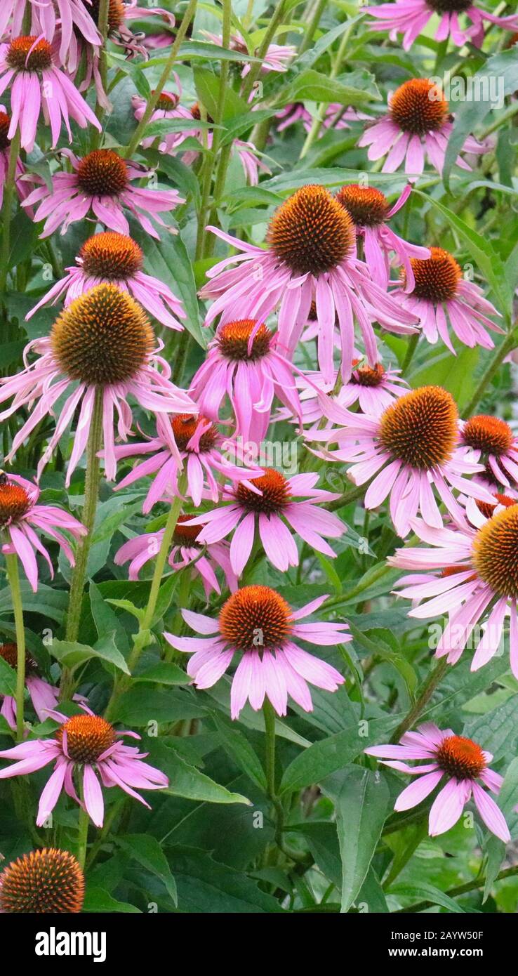 Portraitbild der rosafarbenen Echinacea Blumen Kräutermittel Stockfoto