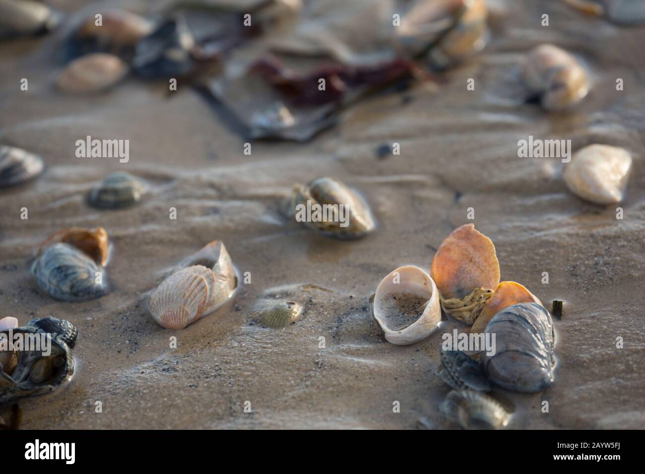 An einem sandigen Strand in der Intertidalzone bei Ebbe spülten Muscheln an Land. Dorset England GB Stockfoto