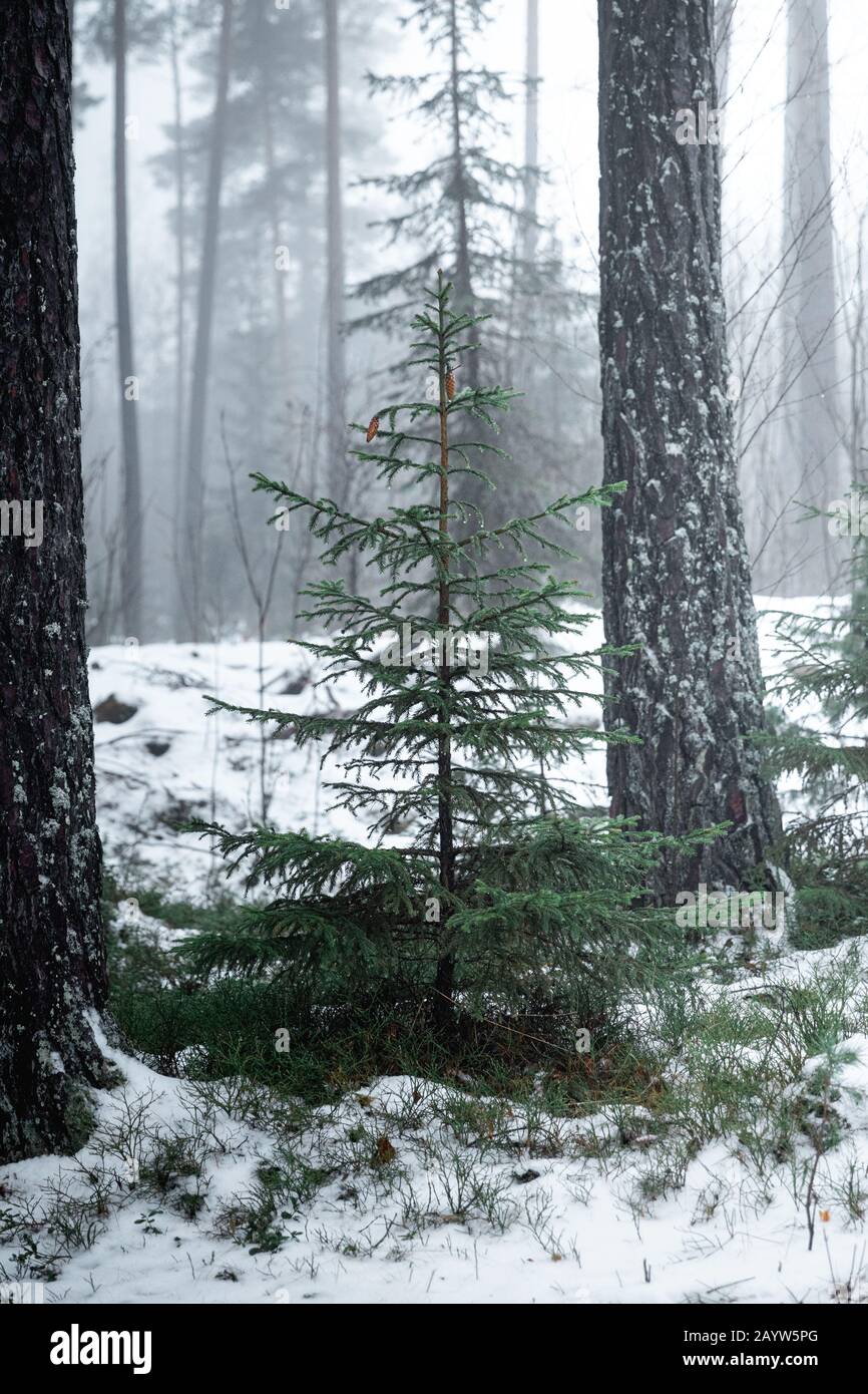 Wildnorwegen Spruce 'Christbaum' in nebelig schneebedecktem Wald Stockfoto