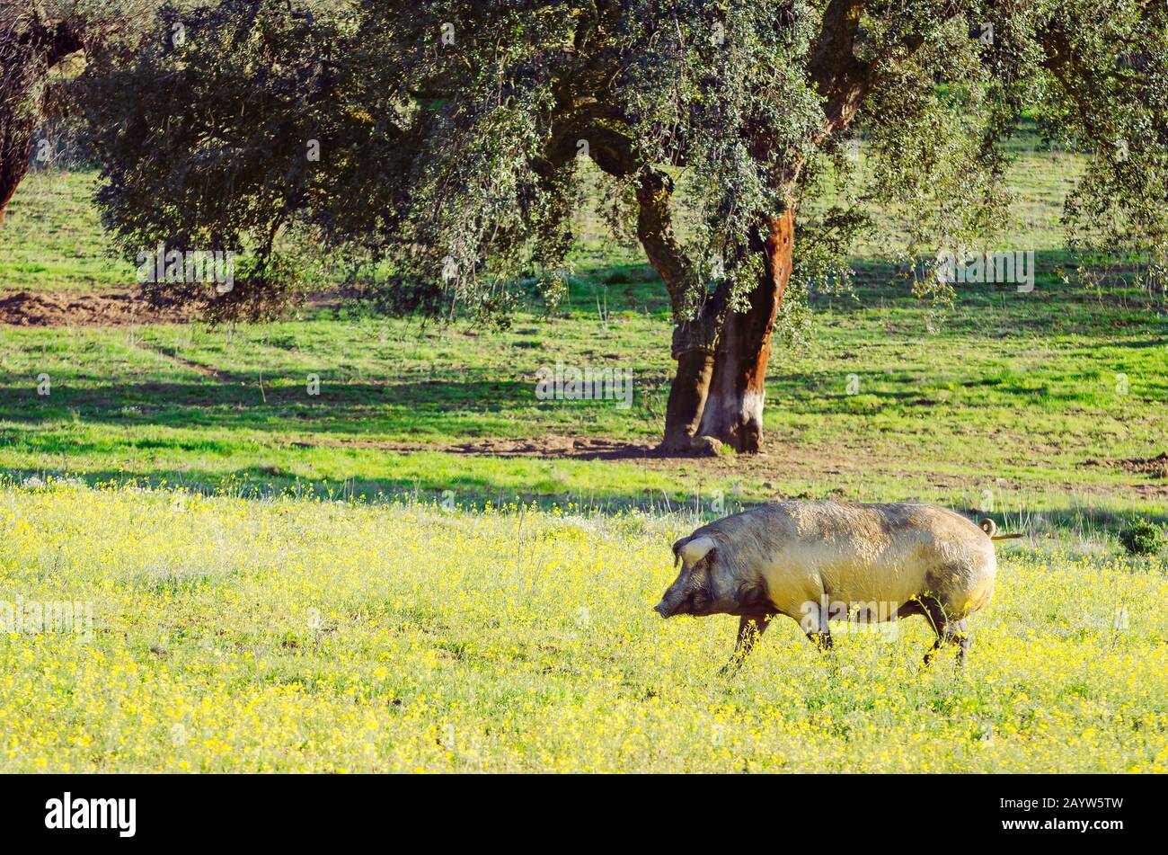 Porträt des Schweins in Grasland, Extremadura, Spanien Stockfoto