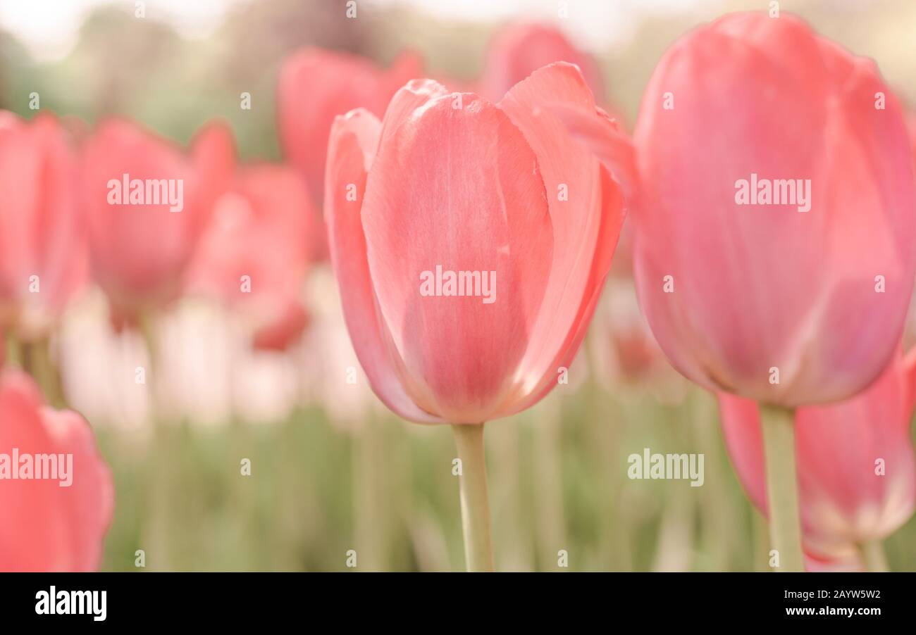 Die Tulpe im Frühling blüht im Garten, romantische und verträumte Stimmung, üppige Lava und Aqua Menthe-Farben Stockfoto