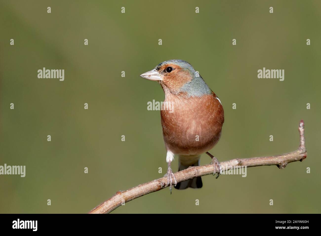 Nahaufnahme eines wilden Chaffinch (Fringilla Coelebs), der auf einem Zweig in der Natur thront Stockfoto