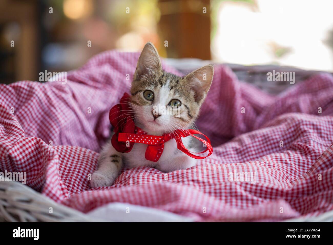 Süßes kleines Kätzchen in einem Korb Stockfoto