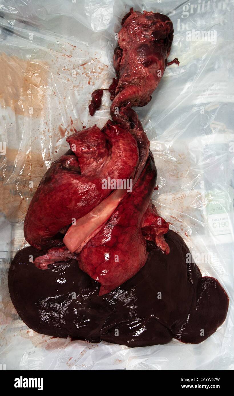 Lunge, Herz und Leber werden für Biologieerziehung verwendet Stockfoto