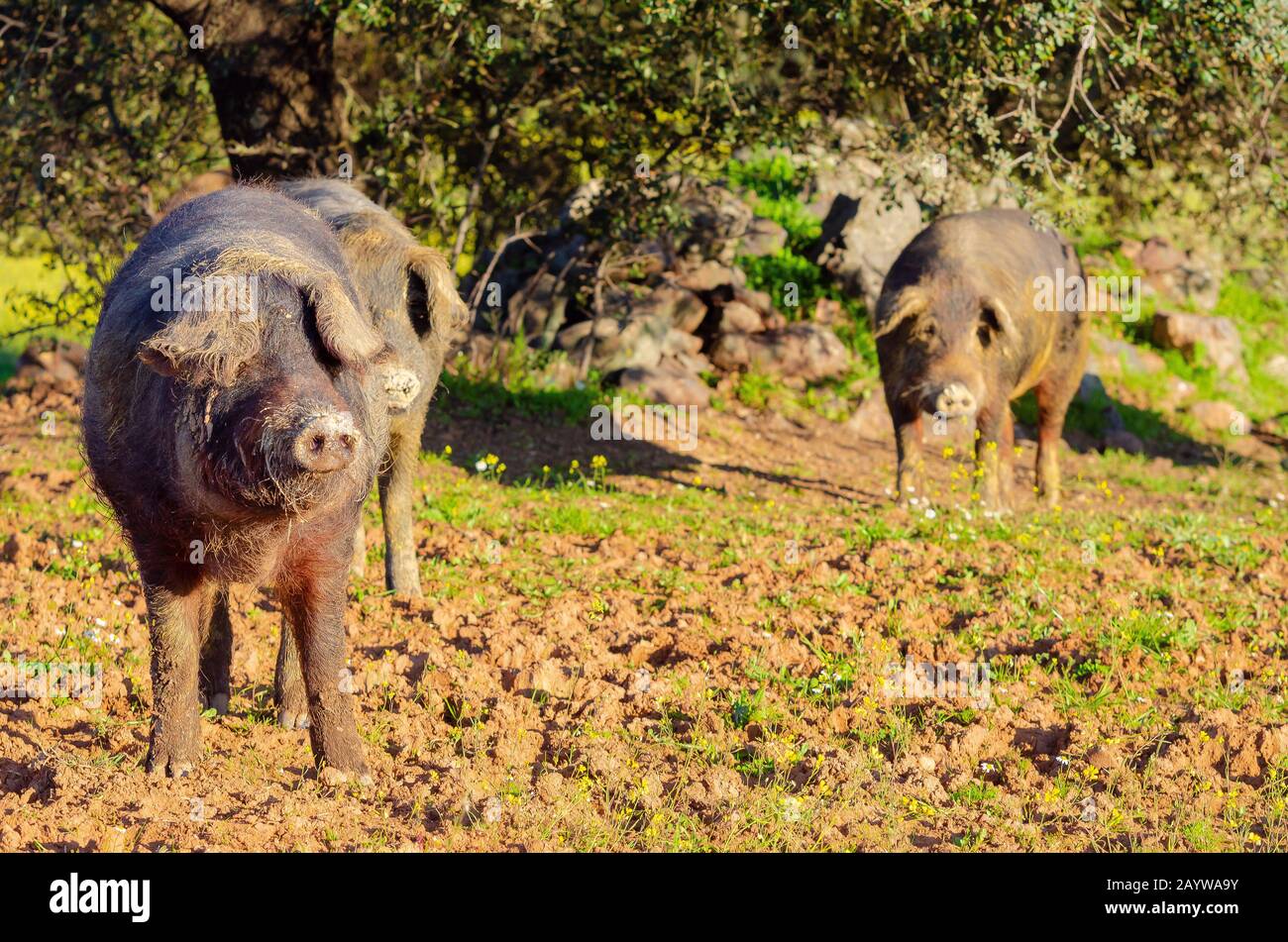 Iberische Schweine auf dem Feld Stockfoto