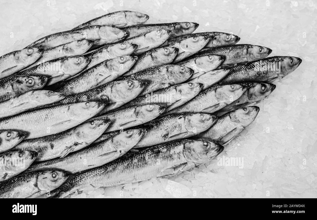 Ein Haufen frischer Sprosse auf dem Eis. Winterangeln. Frischer organischer kleiner Fisch. Fischmarkt. Nahaufnahme. Stockfoto