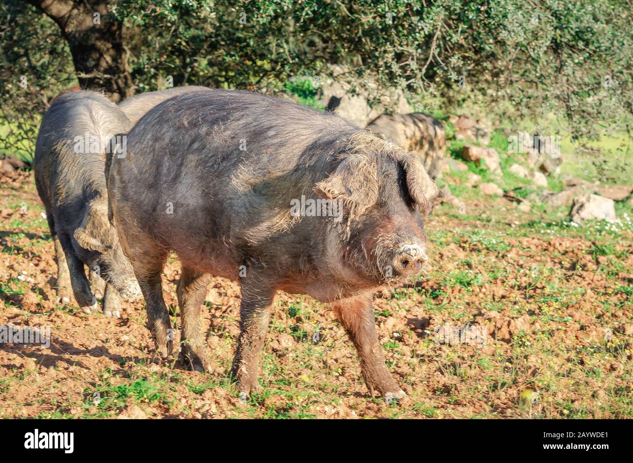 Iberische Schweine auf dem Feld, Extremadura Stockfoto