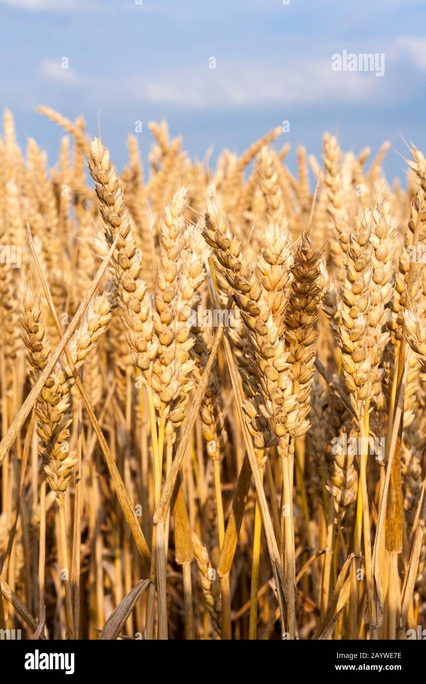 Nahaufnahme des Reifweizenanbaus im Feld Stockfoto