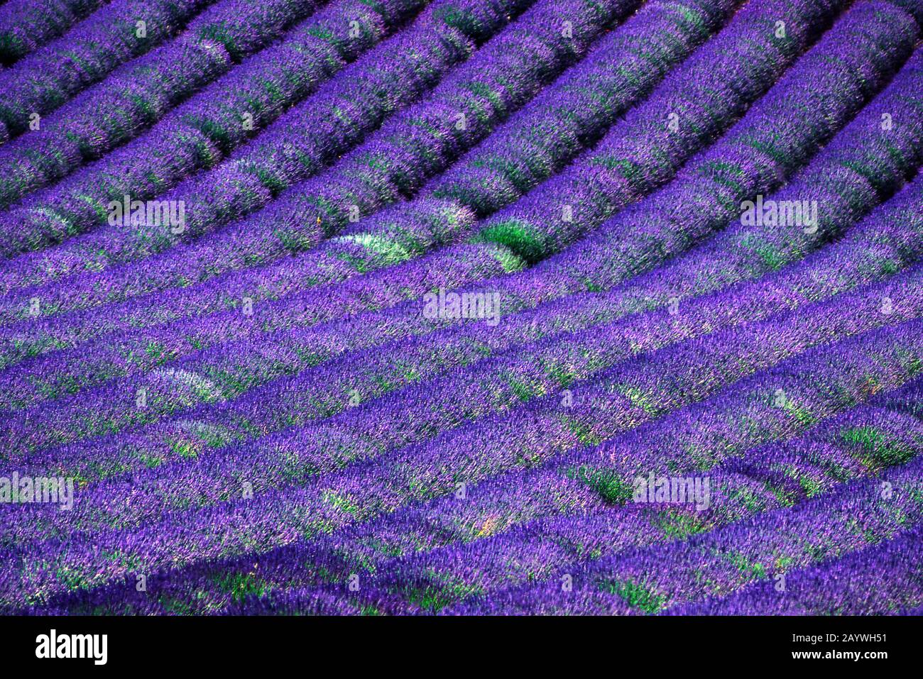 Lavendelfeld, Plateau de Valensole, Alpes de Haute Provence, Provence-Alpes-Côte d'Azur, Frankreich Stockfoto