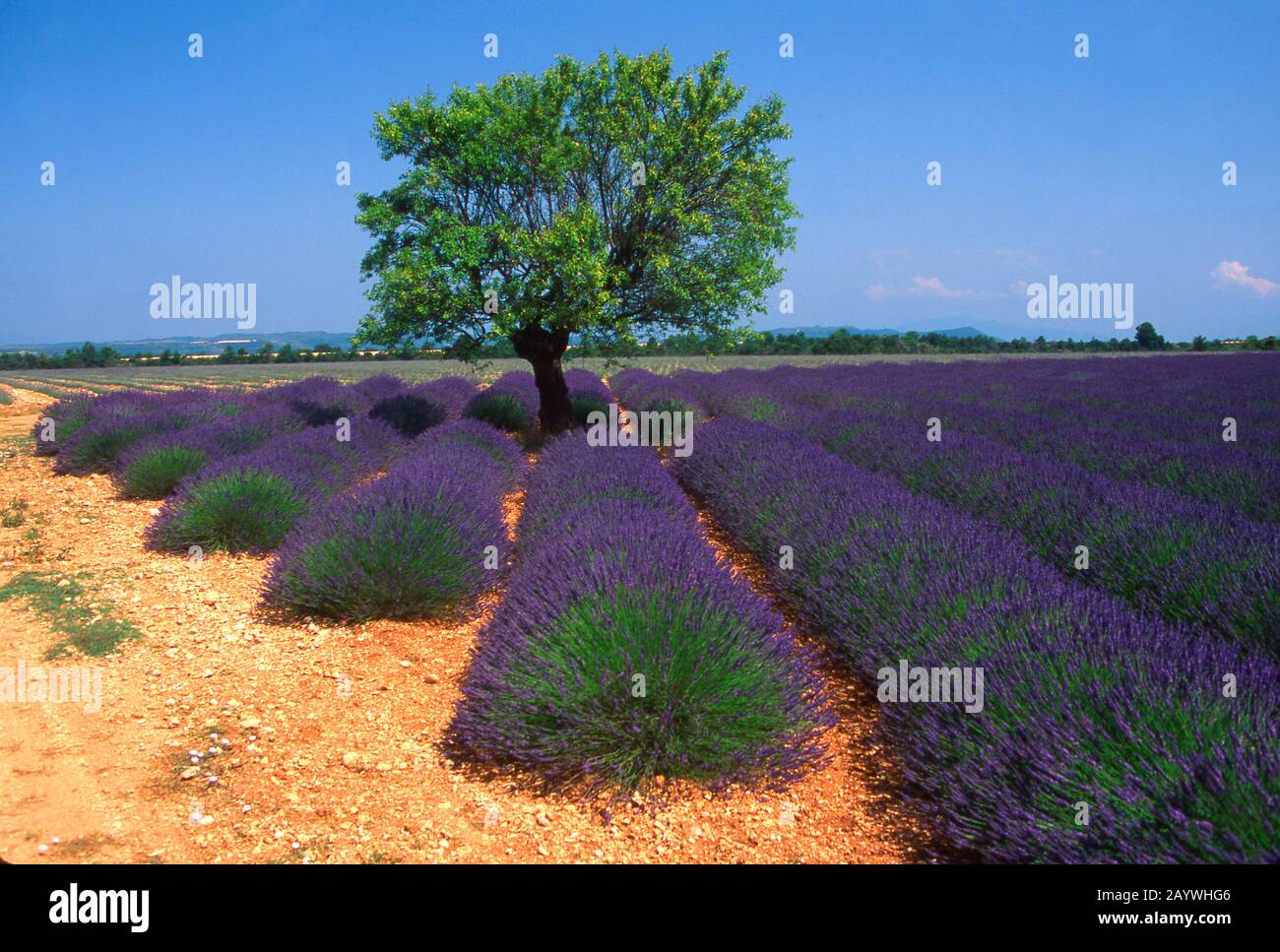 Olivenbaum in einem Lavendelfeld, Plateau de Valensole, Alpes de Haute Provence, Provence-Alpes-Côte d'Azur, Frankreich Stockfoto