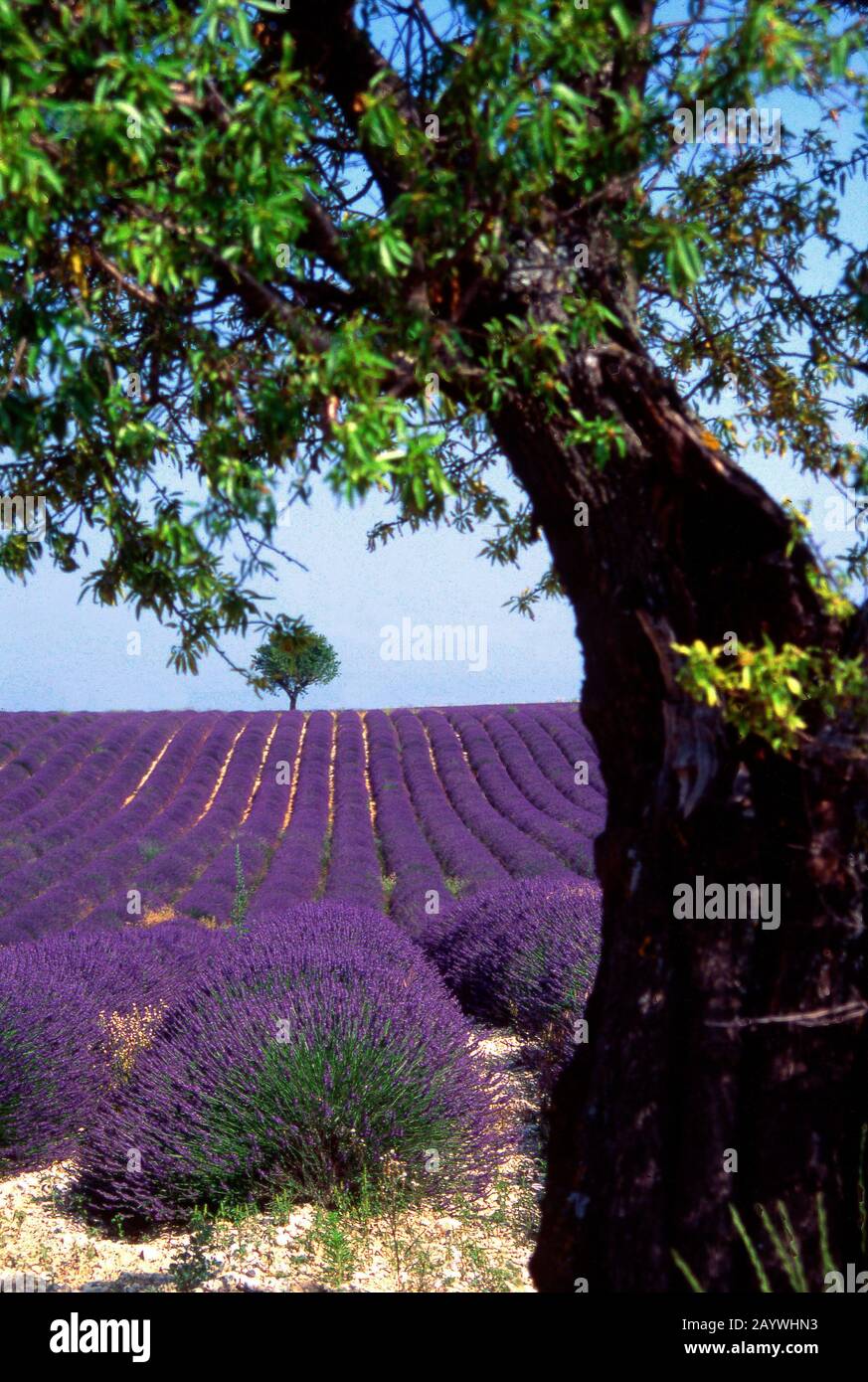 Baum in einem Lavendelfeld, Plateau de Valensole, Alpes de Haute Provence, Provence-Alpes-Côte d'Azur, Frankreich Stockfoto