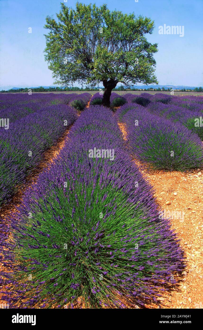 Baum in einem Lavendelfeld, Plateau de Valensole, Alpen de Haute Provence, Frankreich Stockfoto
