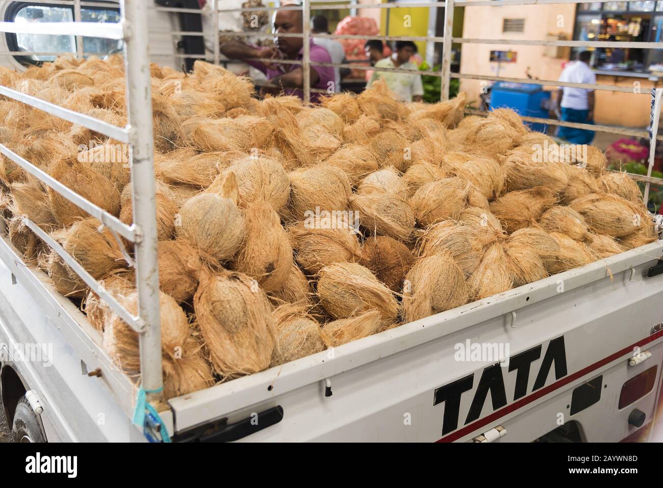 Dambulla, Sri Lanka: 18/03/2019: Größter Obst- und Gemüsemarkt in Sri Lanka. LKW wird mit Kokosnüssen beladen. Stockfoto
