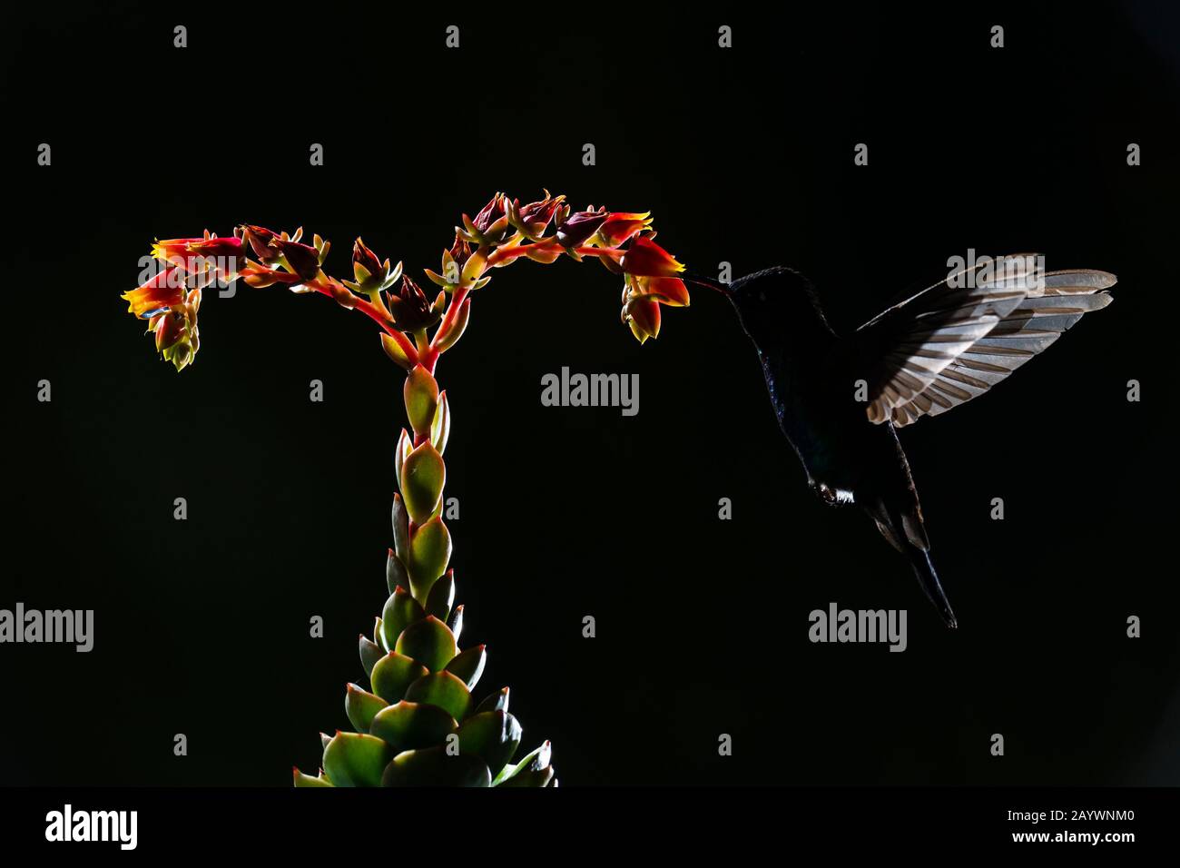 Eine violette Sabrewing Fütterung einer rot/orangefarbenen Blume Stockfoto