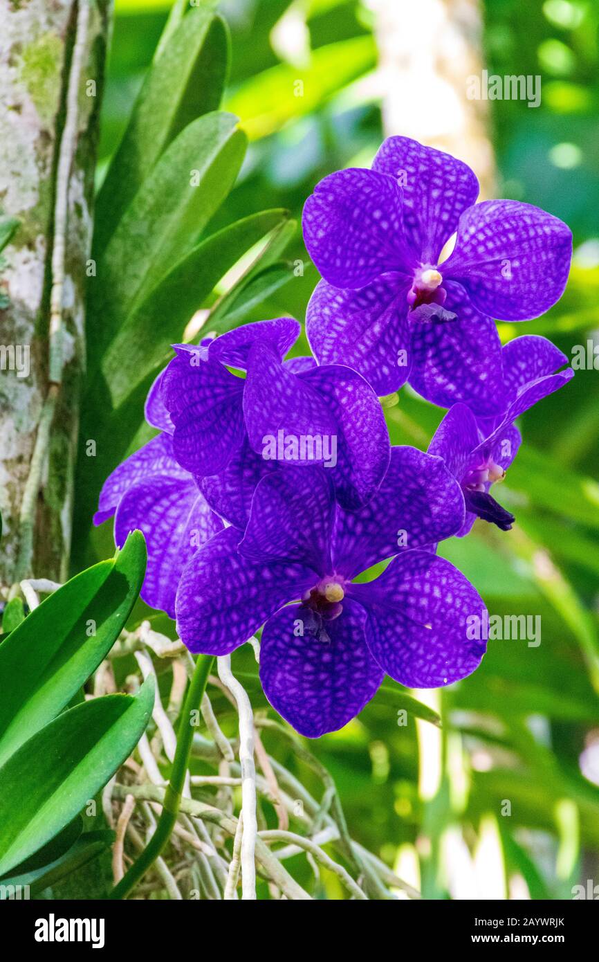 lila gepunktete aranda orchid blumen, tropischer orchideenblumen