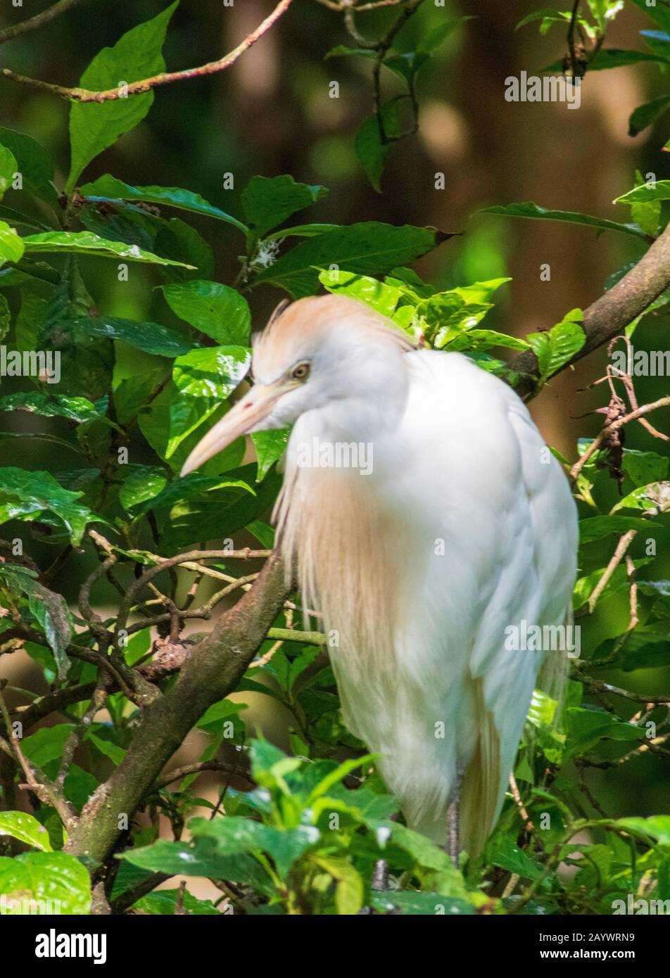 Cattle Egret Close Up, Florida Bird Photography, Exotische Tiere, Stockfoto