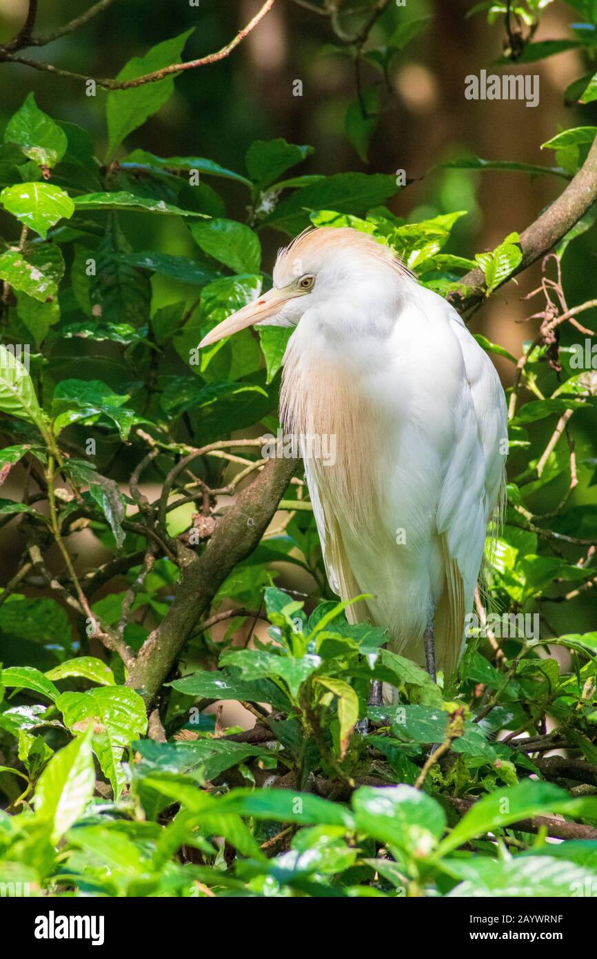 Cattle Egret Close Up, Florida Bird Photography, Exotische Tiere, Stockfoto
