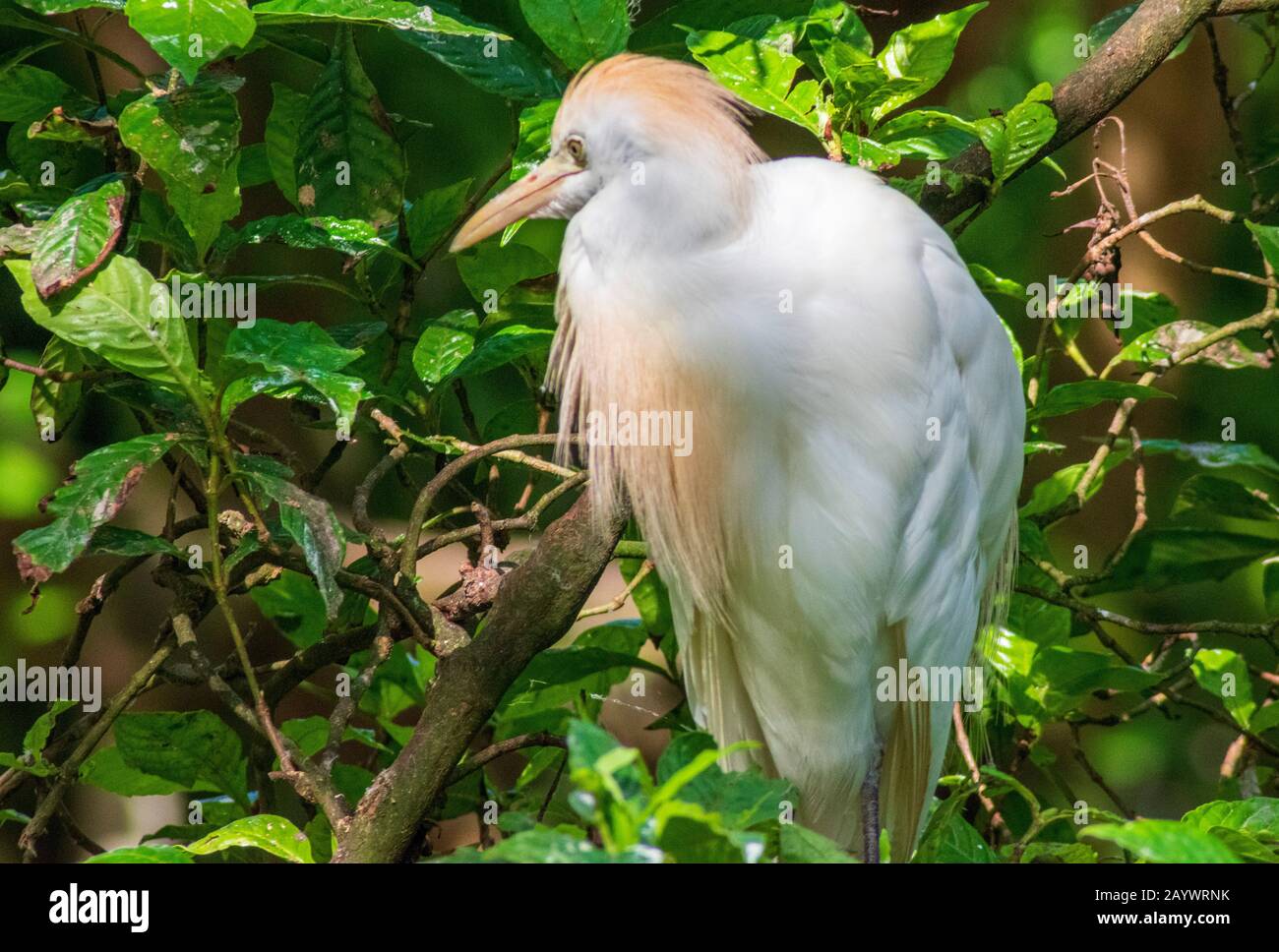 Cattle Egret Close Up, Florida Bird Photography, Exotische Tiere, Stockfoto