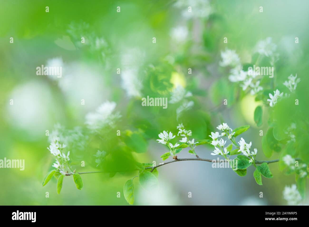 Weiße Frühlingsblumen. Blühende Servicebeere (Amelanchier alnifolia) Stockfoto