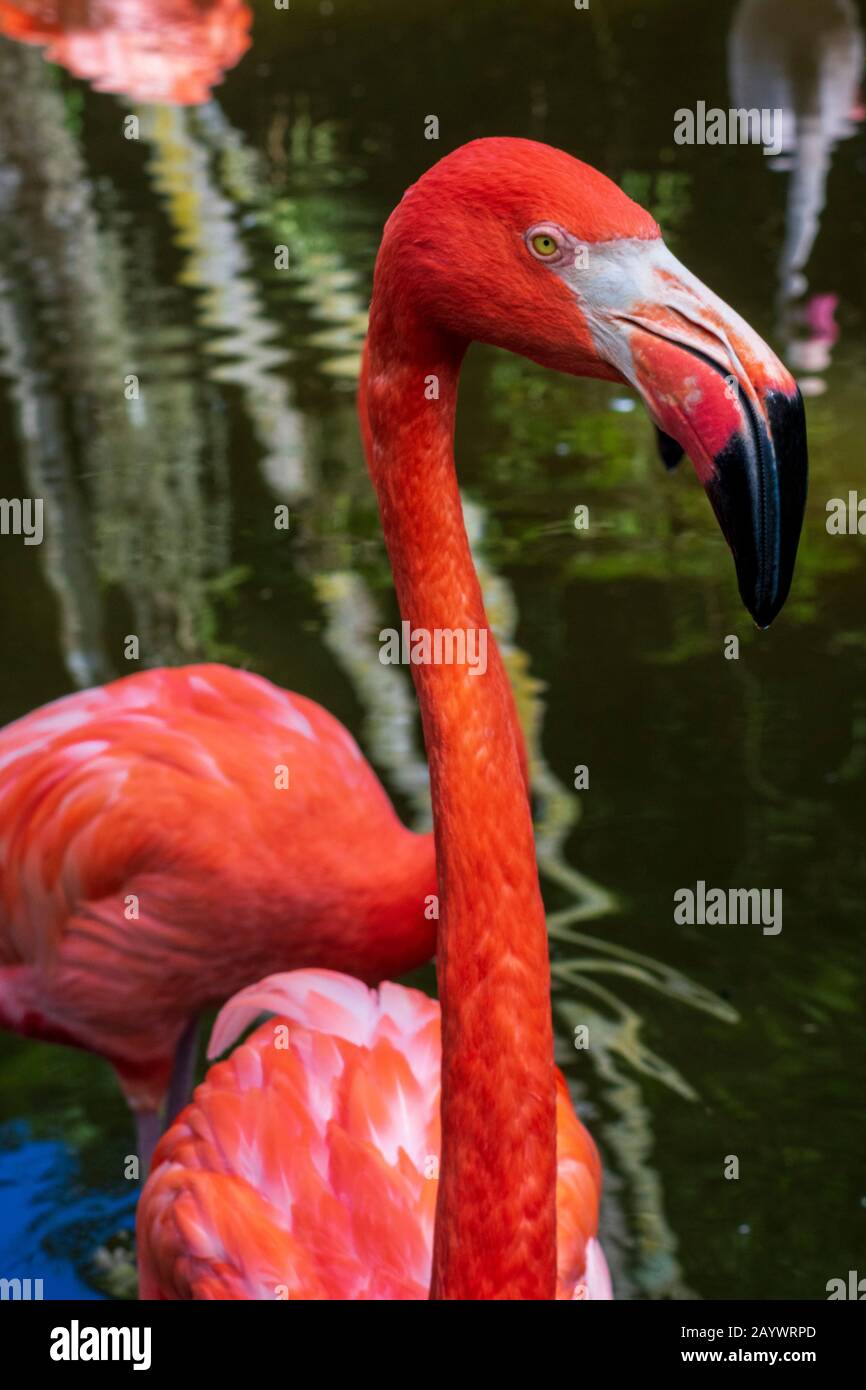 Pink Flamingos In Wasser, Tropical Bird Photography, Flamingos Close Up, Wetland Nature Reserve, Das Beste Flamingos Stockfoto