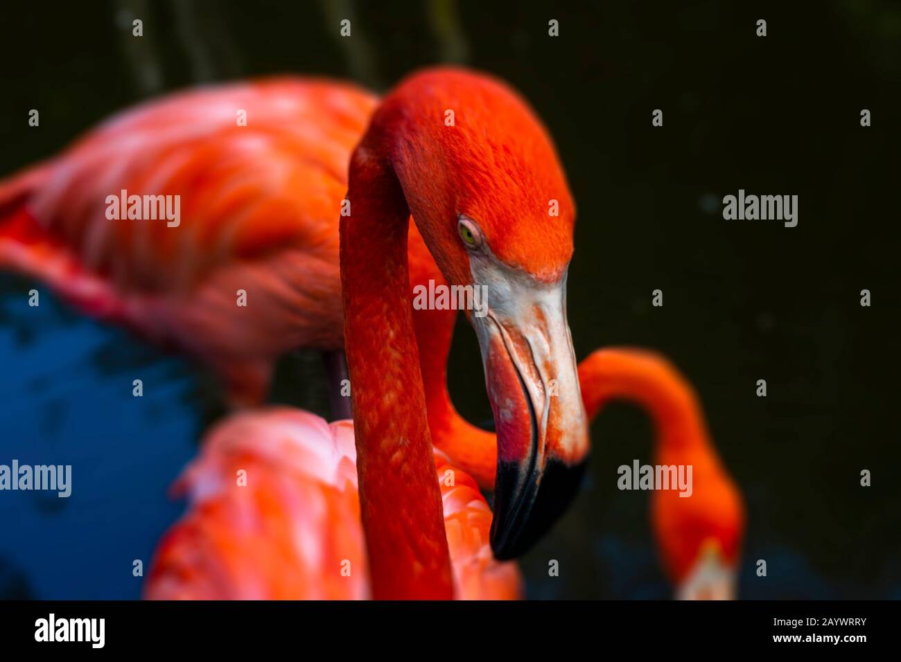 Pink Flamingos In Wasser, Tropical Bird Photography, Flamingos Close Up, Wetland Nature Reserve, Das Beste Flamingos Stockfoto