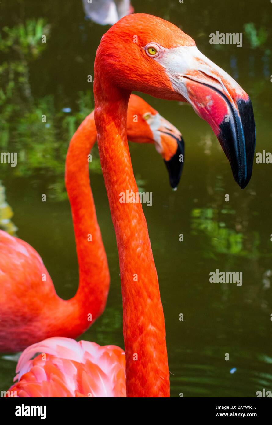 Pink Flamingos In Wasser, Tropical Bird Photography, Flamingos Close Up, Wetland Nature Reserve, Das Beste Flamingos Stockfoto