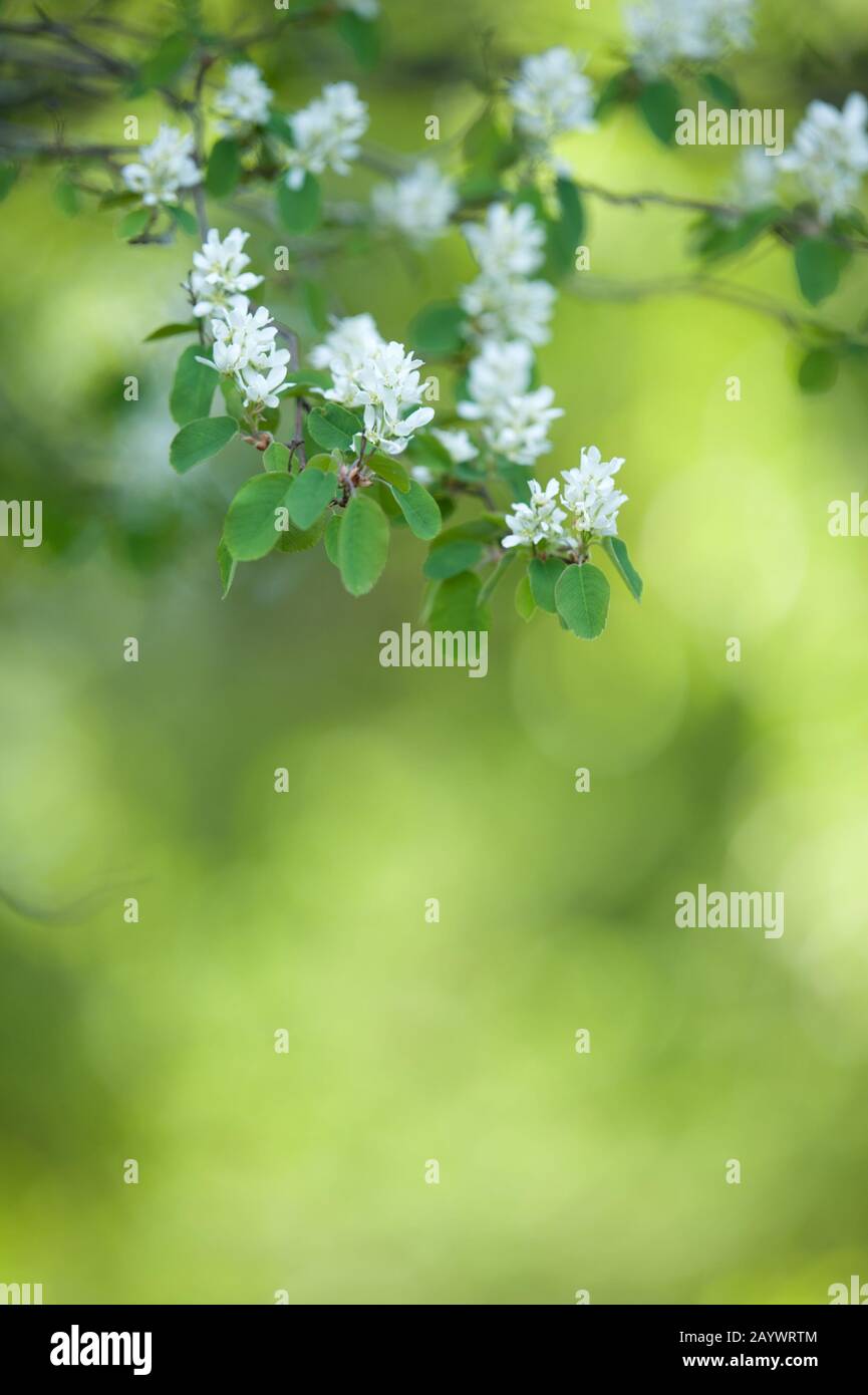 Weiße Frühlingsblumen. Blühende Servicebeere (Amelanchier alnifolia) Stockfoto