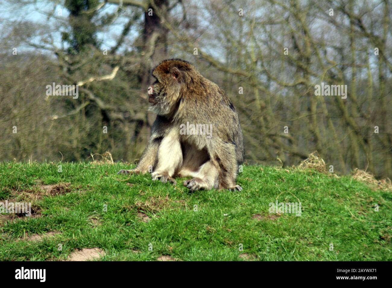 Affe auf einem Hügel in Wald Stockfoto