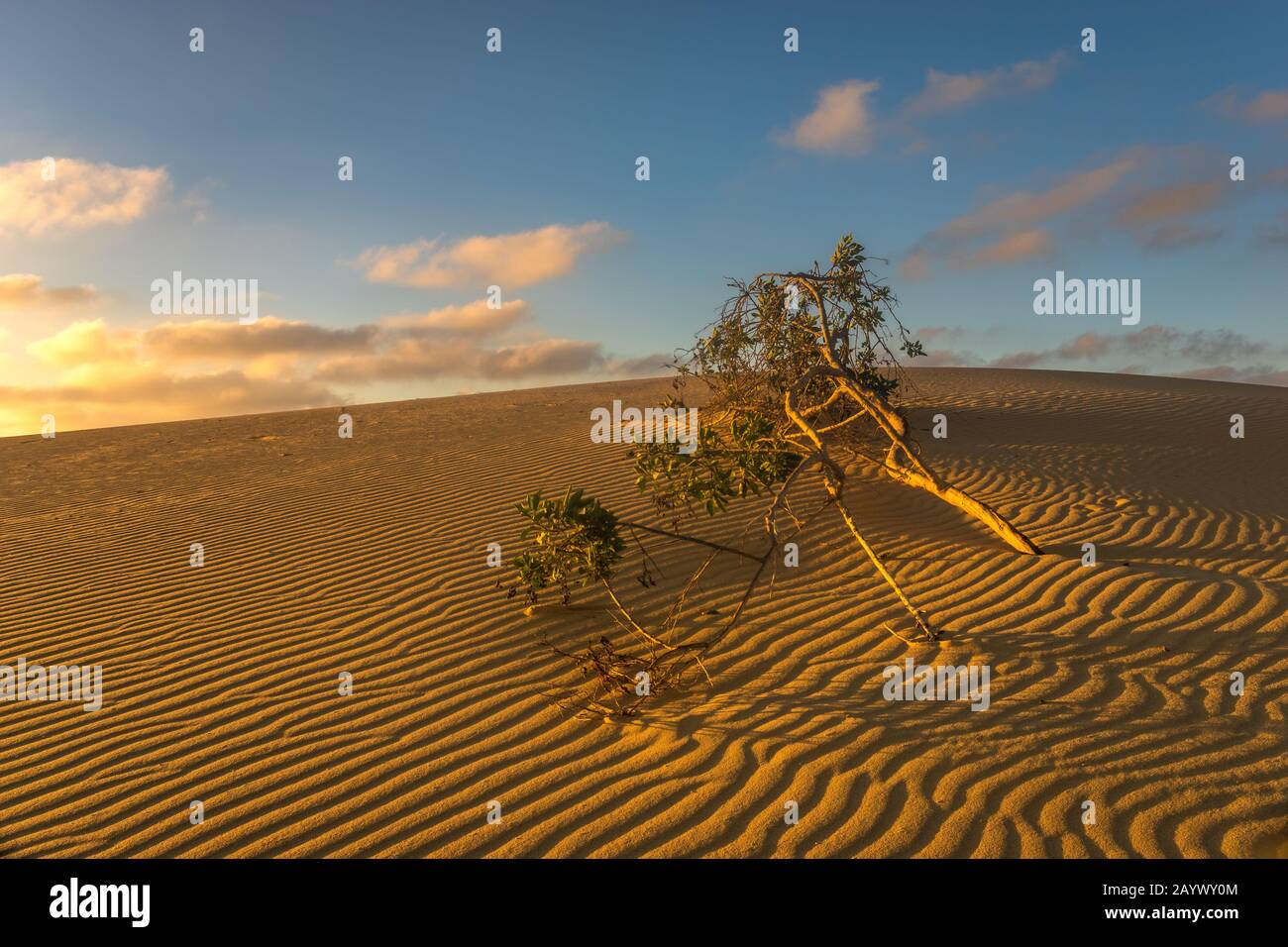 Grüner Baum, der von Sand in der Wüste begraben wurde Stockfoto