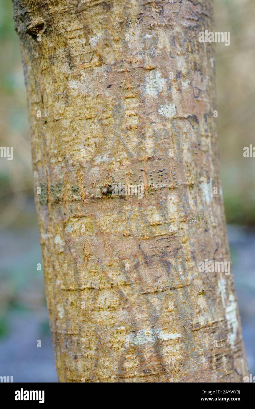 Nahaufnahme der Baumrinde von Wych Elm, Ulmus glabra, Wales, Großbritannien Stockfoto