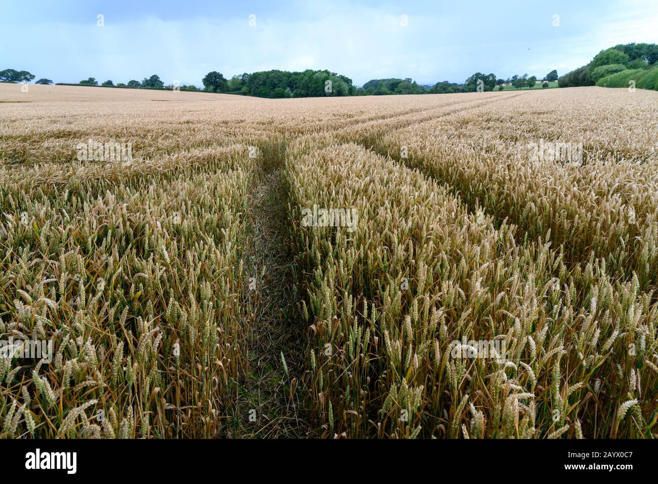 Mit Blick auf ein Feld reifender Feldfrüchte in der Landschaft von Shropshire entlang von Strecken, die in die Ferne führen. Stockfoto