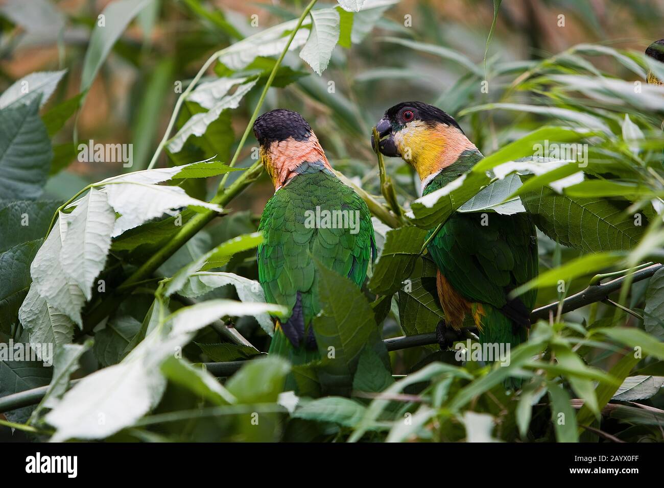 SCHWARZKÖPFIGE PAPAGEIENPIONITE melanocephala Stockfoto