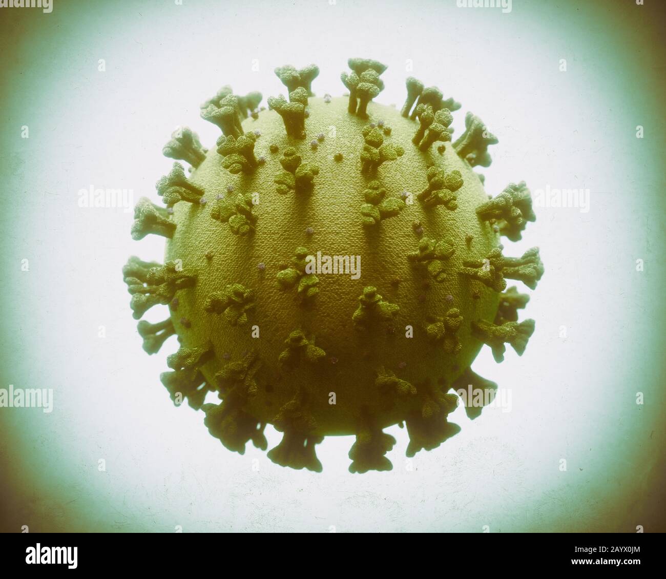 COVID-19, Coronavirus, eine Gruppe von Viren, die Krankheiten bei Säugetieren und Vögeln verursachen. Beim Menschen verursacht das Virus Atemwegsinfektionen. Stockfoto