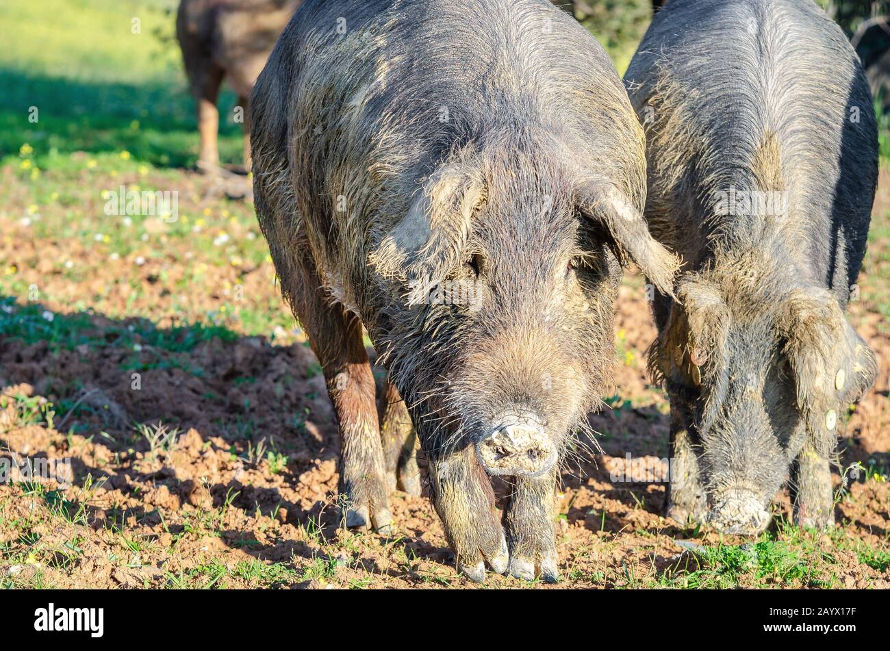 Nahaufnahme des Portraits von Schweinen auf dem Feld Stockfoto