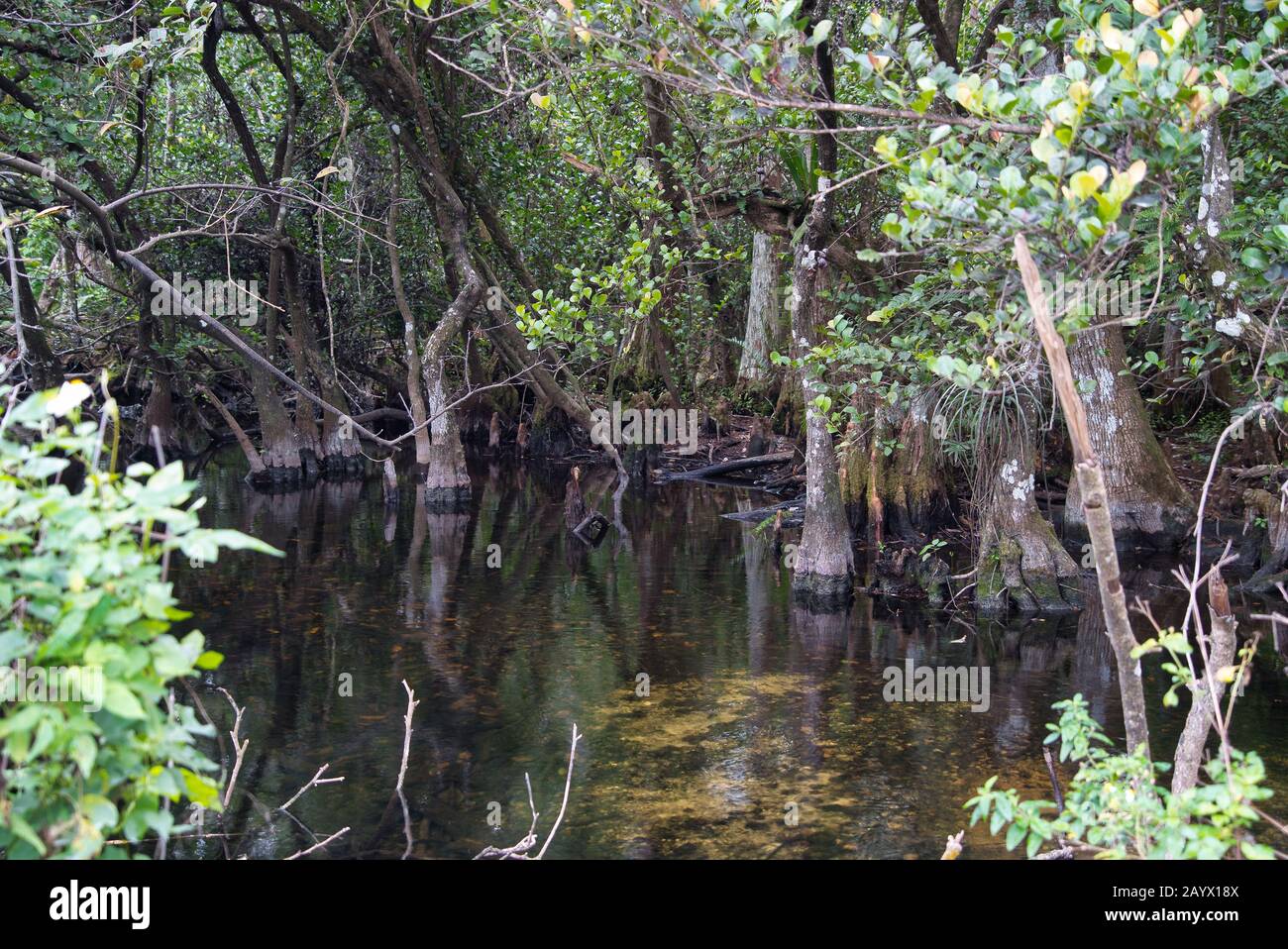 Natur, Mangroven und Wasser im Sumpf der florida everglades Stockfoto