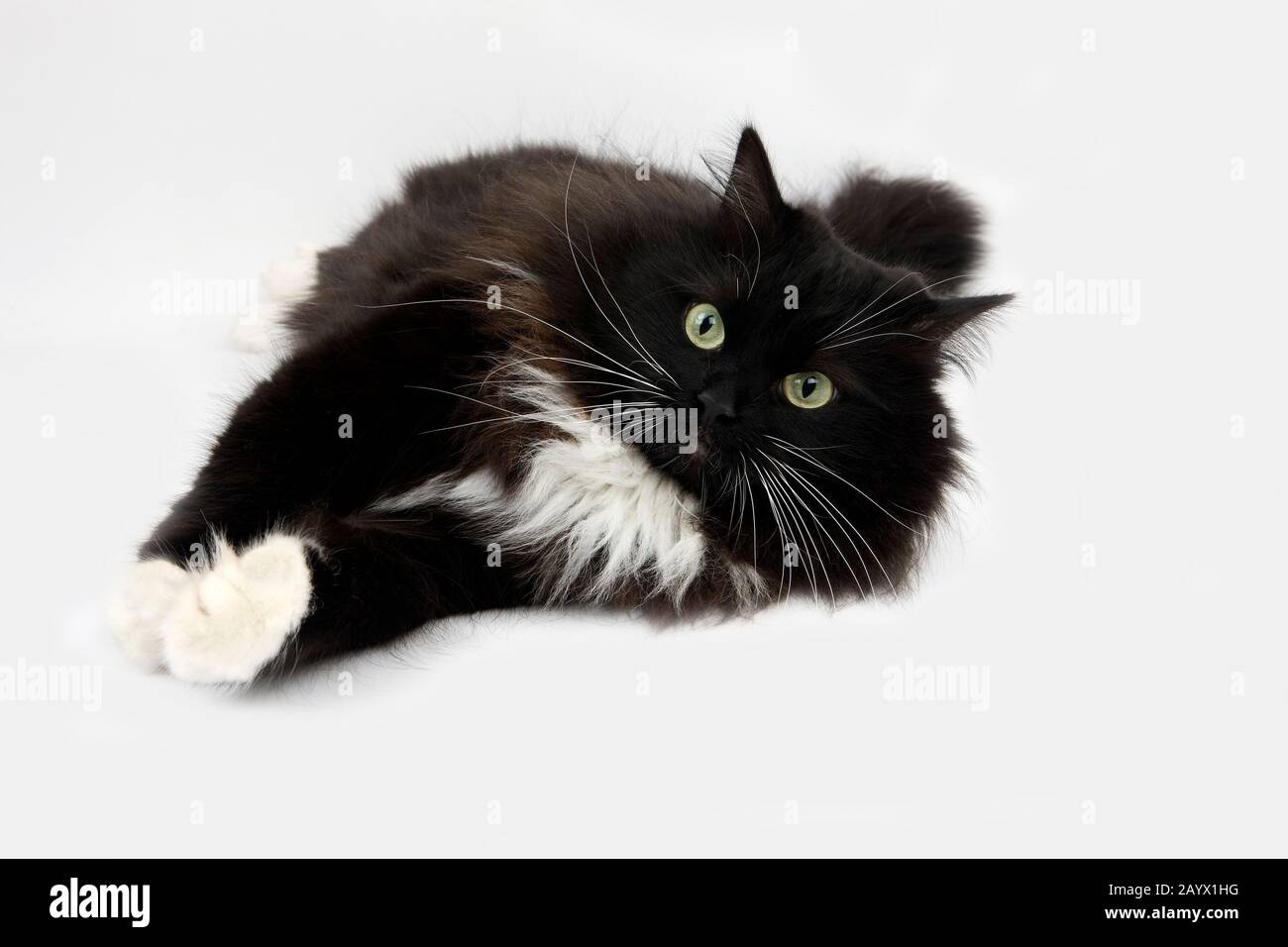 Schwarze und weiße sibirische Hauskatze, Weiblich, die Festlegung von weißen Hintergrund Stockfoto
