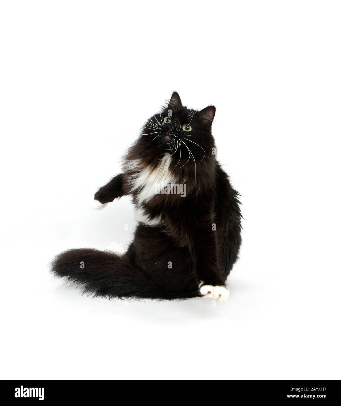 Schwarze und weiße sibirische Hauskatze, weibliche Stellung vor weißem Hintergrund Stockfoto