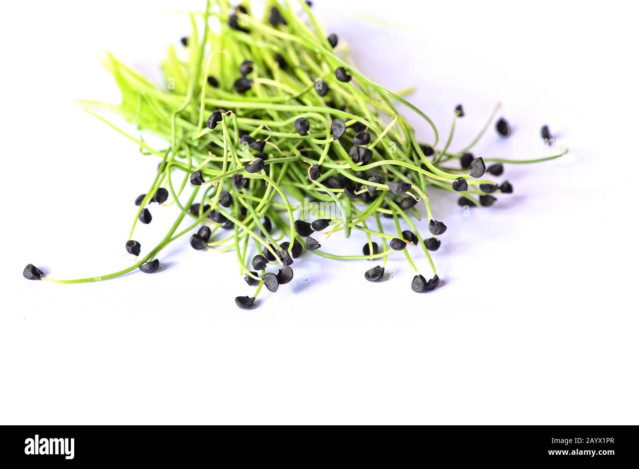 Nahaufnahme von gesunden Pflanzenmikrogrünsprossen Stockfoto