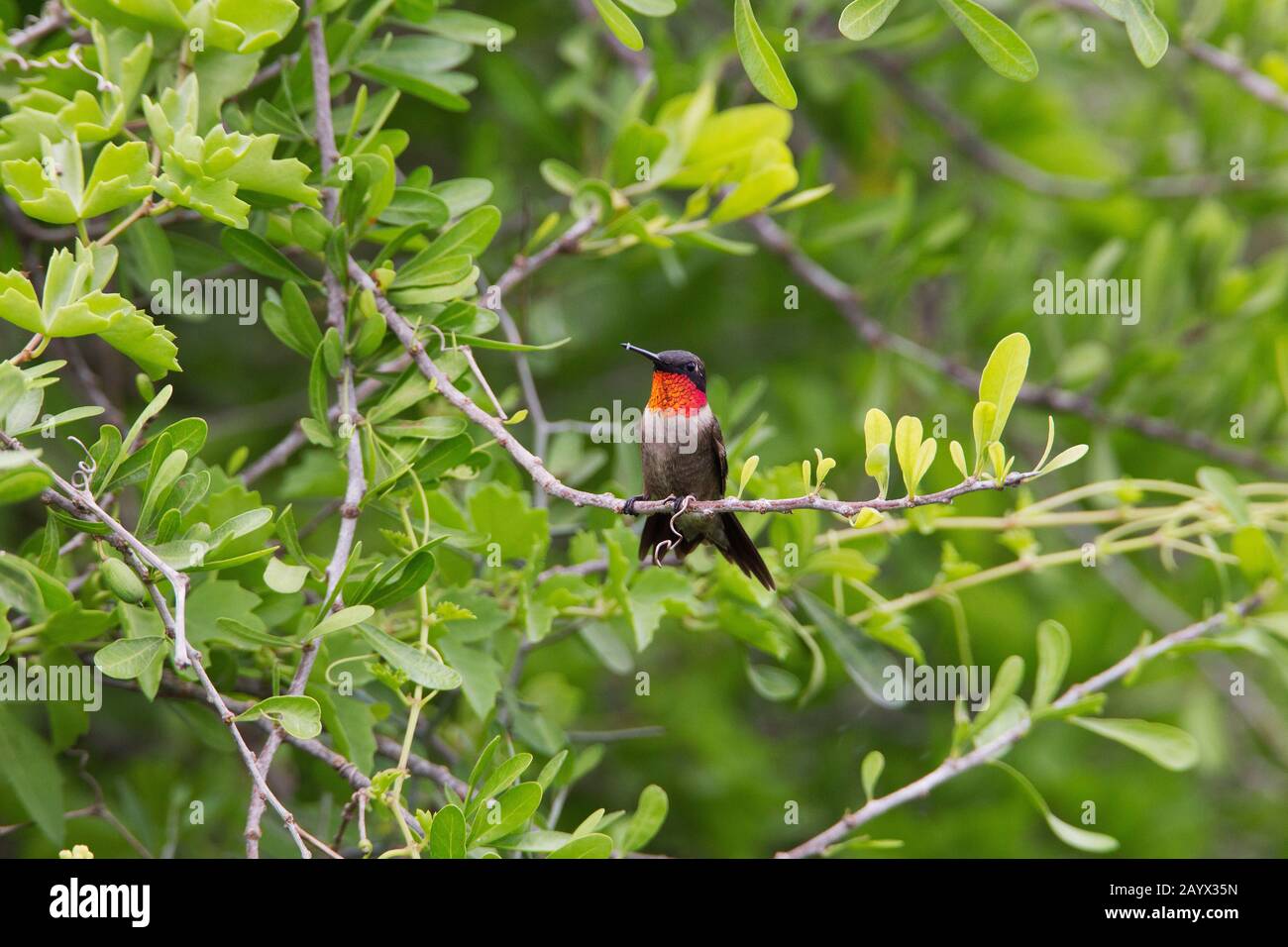 Ruby-throated Hummingbird, Archilochus colubris, männlich, Estero Llano State Park, Weslaco, Texas, USA Stockfoto