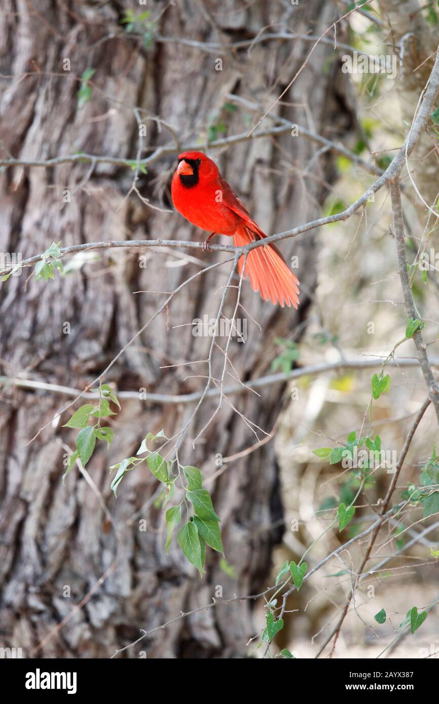 Northern Cardinal, Cardinalis cardinalis, Erwachsener männlich, Estero Llano State Park, Weslaco, Texas, USA Stockfoto