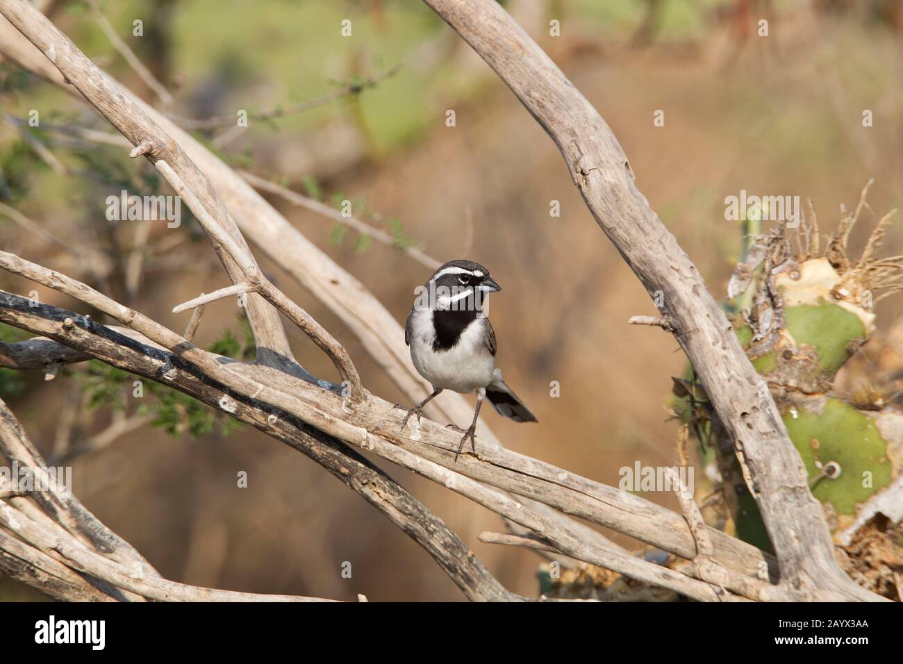 Sparrow, Amphispiza bilineata, Erwachsene, Falcon State Park, Texas, USA Stockfoto