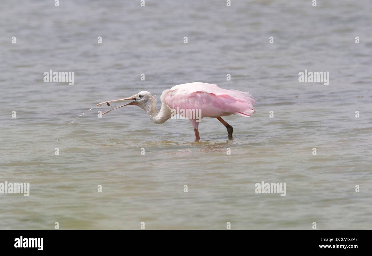 Roseate Spoonbill, Platalea ajaja, Estero Llano State Park, Weslaco, Texas, USA Stockfoto