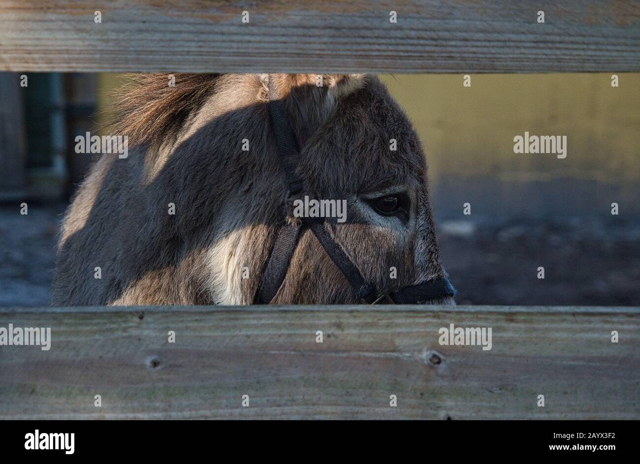 Portraitkopf eines braunen Esels mit traurigem schwarzem Auge Stockfoto